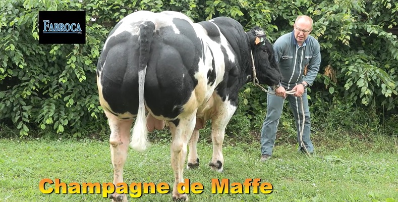 Champage